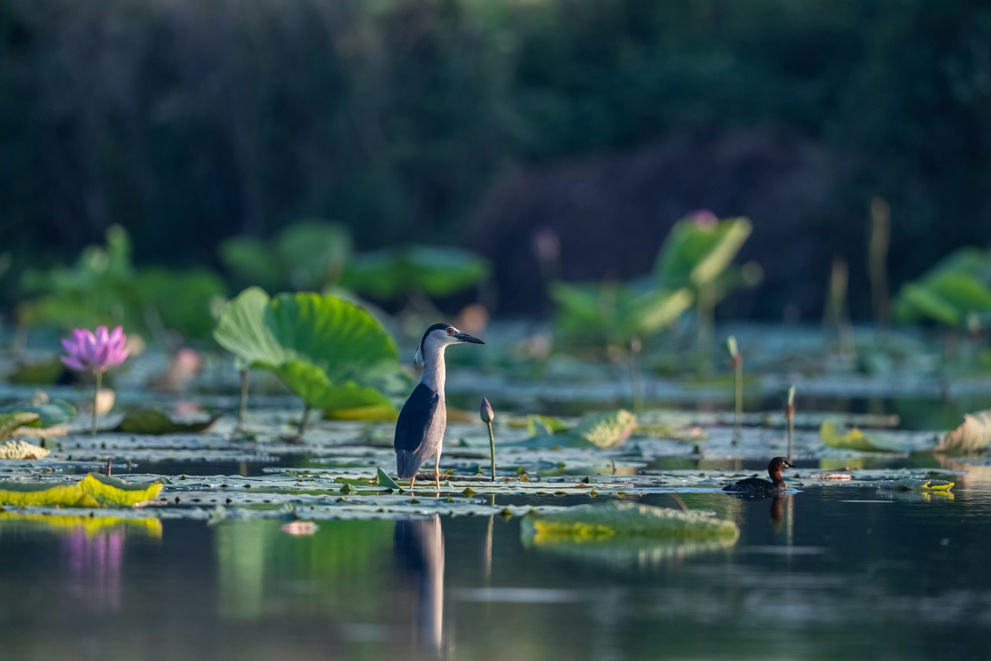 night heron in summer lotus pond